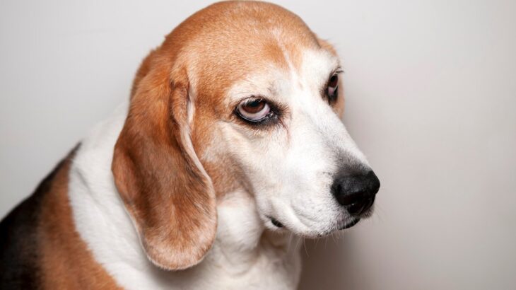 犬が不機嫌になる『飼い主の行動』4つ　見直すべき習慣や仲直りするためのコツをご紹介(ブログ)