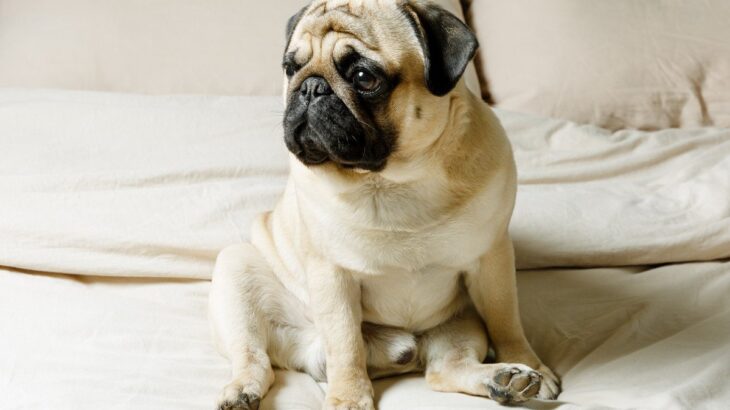 犬の『座り方がおかしい』ときに注意すべきポイント4つ　病気の可能性や取るべき対処法も解説(ブログ)