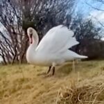 散歩中に『デカい鳥』と出会った女性と犬→『怖いな』と思っていたら…できればやめてほしい『まさかの行動』に反響「友達だと思ったのかなｗ」(ブログ)