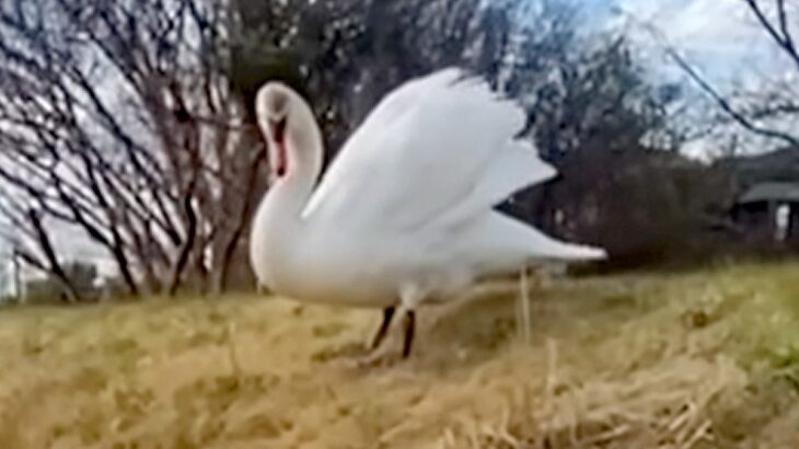散歩中に『デカい鳥』と出会った女性と犬→『怖いな』と思っていたら…できればやめてほしい『まさかの行動』に反響「友達だと思ったのかなｗ」(ブログ)