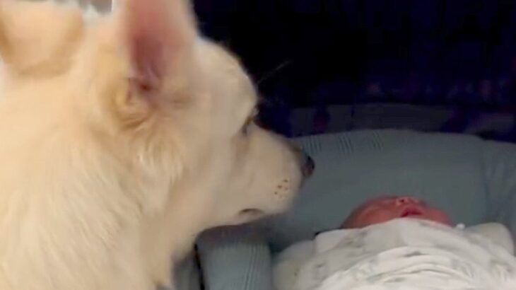 赤ちゃんが泣いたのを見た犬→明らかに心配そうな様子で…まるで本当のお兄ちゃんのような『素敵な行動』に反響「優しい…」「見守ってくれてる」(ブログ)
