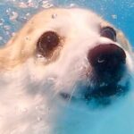 泳ぐのが大好きな犬を『水中で撮影してみた』結果…まさかの『別の動物になってしまった光景』に4万いいね集まる「コギザラシ」「さすが海の犬」(ブログ)