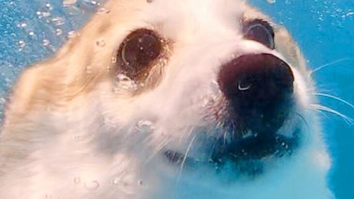 泳ぐのが大好きな犬を『水中で撮影してみた』結果…まさかの『別の動物になってしまった光景』に4万いいね集まる「コギザラシ」「さすが海の犬」(ブログ)
