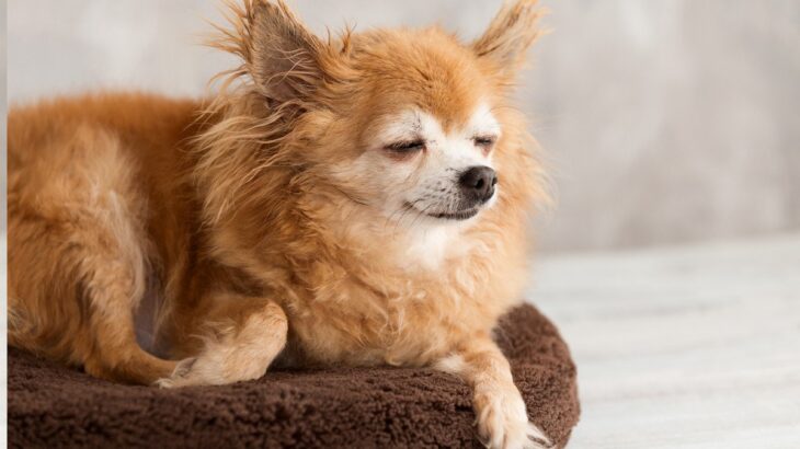 犬が『高齢』になってきたときにみせるサイン4選　体に起こる変化や飼い主がすべき配慮とは？(ブログ)