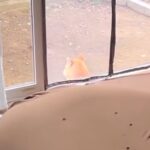 ジャーキー以外には興味がない犬→色々な食べ物で検証した結果…信じられない『反応速度』が11万再生「学習能力高い」「なんでわかるん？」(ブログ)