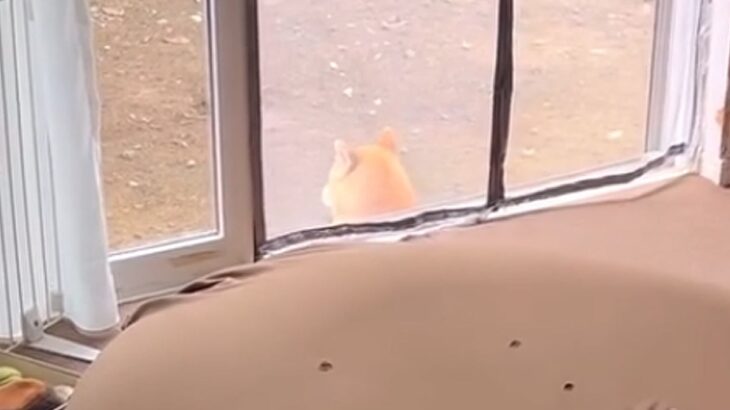 ジャーキー以外には興味がない犬→色々な食べ物で検証した結果…信じられない『反応速度』が11万再生「学習能力高い」「なんでわかるん？」(ブログ)