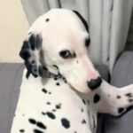 『イタズラをした犬を叱った』結果→秒で許してしまう『子供のような態度』が7万再生「ふてくされてる感じがｗｗ」「まるで人間だわ」と反響(ブログ)