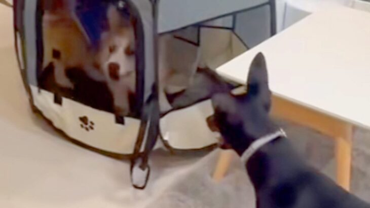 友人に犬を預けたら、映像が送られてきて…状況が理解できない『まさかの光景』が560万再生「可愛いとおもろいの渋滞」「使いこなしてて草」(ブログ)