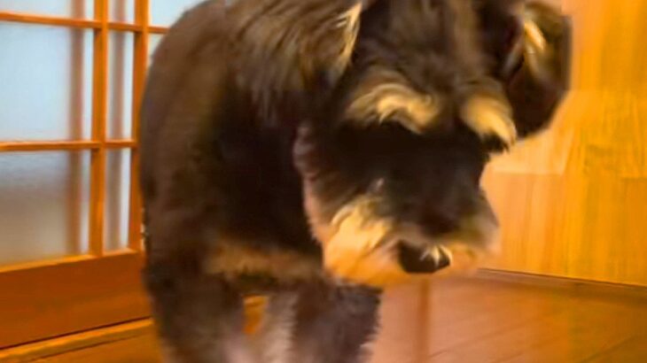 くしゃみをしそうな犬→『なぜか近づいてきた』と思ったら…迷惑すぎる『まさかの行動』が19万再生「溜めてるの可愛すぎｗ」「水しぶき感じた」(ブログ)