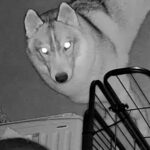 深夜1時、物音がしたので『部屋のカメラを覗いた』結果→大型犬がおやつを…想定外だった『まさかの共犯者』が465万表示「見事な結託で草」(ブログ)