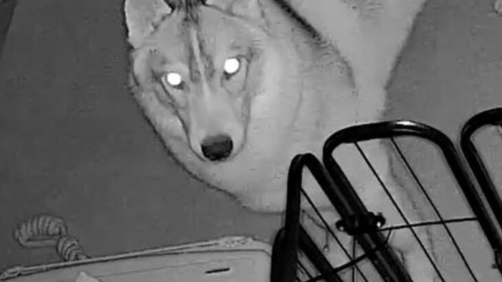 深夜1時、物音がしたので『部屋のカメラを覗いた』結果→大型犬がおやつを…想定外だった『まさかの共犯者』が465万表示「見事な結託で草」(ブログ)