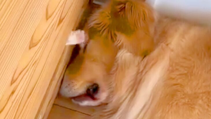 大型犬が眠っていたら、壁の隙間から『何者か』が…まさかの『可愛すぎる正体』が813万再生「目と鼻狙ってて草」「見事なちょっかいｗ」と絶賛(ブログ)
