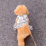 『よくすれ違うおじいちゃん』にいつも無視されてしまう犬→近づいてみた結果…あまりにも尊い光景が36万再生「お友だちが増えた」「可愛すぎ」(ブログ)