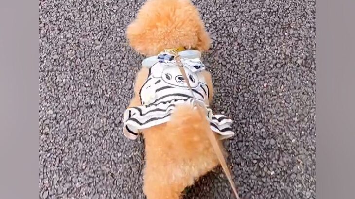 『よくすれ違うおじいちゃん』にいつも無視されてしまう犬→近づいてみた結果…あまりにも尊い光景が36万再生「お友だちが増えた」「可愛すぎ」(ブログ)