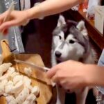 料理配信をしている女性→コメントを読んでいたら、大型犬が…想定外だった『まさかのハプニング』が95万再生「おとぼけ顔ｗ」「賢すぎ」と反響(ブログ)
