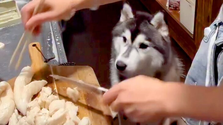 料理配信をしている女性→コメントを読んでいたら、大型犬が…想定外だった『まさかのハプニング』が95万再生「おとぼけ顔ｗ」「賢すぎ」と反響(ブログ)