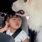 3歳の女の子を『車で保育園に送り届けた』結果→一緒に乗っていた超大型犬が…あまりにも尊い『露骨すぎる態度』が24万再生「最高に癒された」(ブログ)