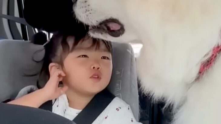 3歳の女の子を『車で保育園に送り届けた』結果→一緒に乗っていた超大型犬が…あまりにも尊い『露骨すぎる態度』が24万再生「最高に癒された」(ブログ)