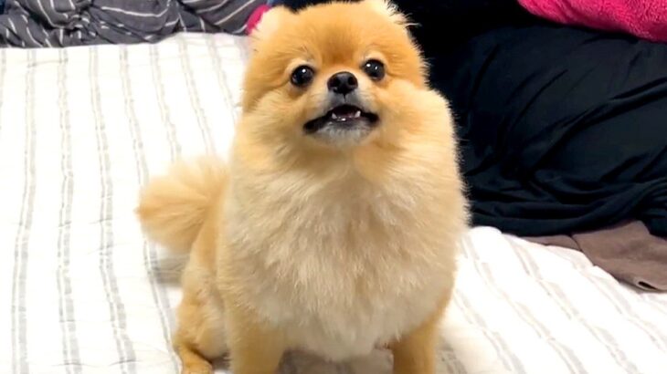 何かを必死に訴える犬→『散歩に行きたいのかな』と思っていたら…あまりにも尊い『まさかの理由』に反響「覚えてるんだ」「すべてが可愛い」(ブログ)