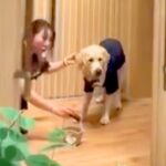 初めて『リングドッグ』に任命された大型犬→結婚式場のドアが開いた瞬間…想像以上の『お仕事っぷり』が186万再生「最高」「サービス満点」(ブログ)