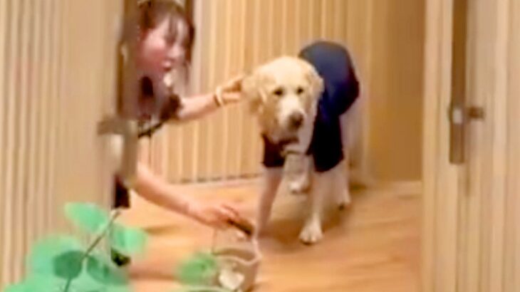 初めて『リングドッグ』に任命された大型犬→結婚式場のドアが開いた瞬間…想像以上の『お仕事っぷり』が186万再生「最高」「サービス満点」(ブログ)