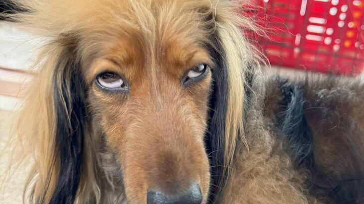 犬を『AIで擬人化した』結果→想定以上すぎた『再現度が高い完成形』に7万いいね集まる「本当にそのまんまｗｗ」「似すぎてて笑った」と爆笑(ブログ)