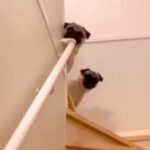 入院から帰宅し、２週間ぶりに『２匹の犬を呼んでみた』結果…もらい泣きしてしまう『おかえりなさいの光景』に反響「感動した」「反応が可愛い」(ブログ)