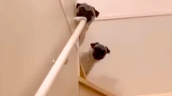 入院から帰宅し、２週間ぶりに『２匹の犬を呼んでみた』結果…もらい泣きしてしまう『おかえりなさいの光景』に反響「感動した」「反応が可愛い」(ブログ)