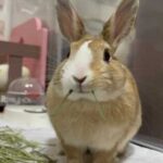 体質改善　ぽたてくんが『うっ滞』を克服するまでー(ブログ)