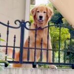 隣の家に『回覧板』を届けて帰った結果→庭で『大型犬』が…全力すぎる『まさかの行動』が10万再生「かわいくてたまらない」「幸せ者」と絶賛(ブログ)