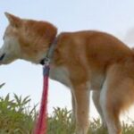 何気なく『散歩中に犬を撮影した』結果→想定外だった『奇跡の一枚』に5万いいねの反響「壮大すぎてｗｗ」「スカンクもビビるレベルで草」と爆笑(ブログ)