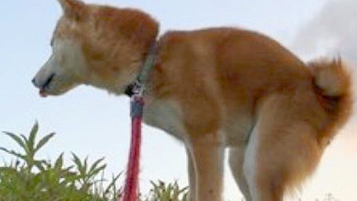 何気なく『散歩中に犬を撮影した』結果→想定外だった『奇跡の一枚』に5万いいねの反響「壮大すぎてｗｗ」「スカンクもビビるレベルで草」と爆笑(ブログ)