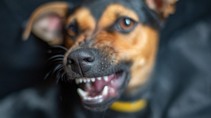 犬が『大嫌いな人』にみせるサイン4選　嫌悪感があるときの行動や苦手意識を持たれる人の特徴まで(ブログ)