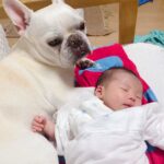 ソファで寝ている赤ちゃん→犬が体を守るように寄り添って…まるで本当の母親のような『母性に溢れた光景』に反響「優しいね」「泣ける…」(ブログ)