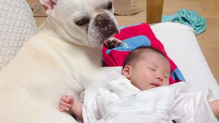 ソファで寝ている赤ちゃん→犬が体を守るように寄り添って…まるで本当の母親のような『母性に溢れた光景』に反響「優しいね」「泣ける…」(ブログ)