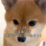 朝の5時30分『はやくおきて』と犬が起こしに来て…とんでもなく尊い『モーニングルーティン』が126万再生「羨ましい」「起こしてほしい」(ブログ)