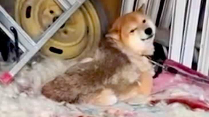 超劣悪な環境で発見した『悲しい顔をした犬』→保護した結果…涙が止まらない『現在の光景』が71万再生「表情が全然違う」「素敵な笑顔」と感動(ブログ)