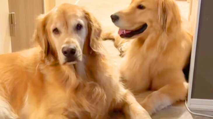 お友達のことが大好きな大型犬→顔を近づけると…あまりにも切ない『一方通行な愛』が17万再生「表情の差がありすぎｗｗ」「人間みたい」と絶賛(ブログ)