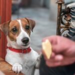 病気の犬に絶対NGな『ごはん』５選　食べさせてはいけない理由や推奨される食べ物まで(ブログ)