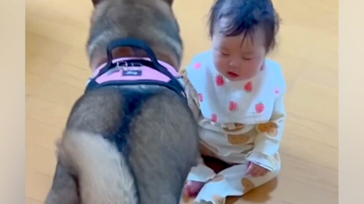『赤ちゃんと犬が遊んでいるな』と思っていたら…あまりにも微笑ましい『驚きの行動』が324万再生「考えて選んでる…」「柴の形をした天使」(ブログ)