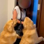 玄関を開けた女性→2匹の大型犬が『お出迎え』をして…もはや食べられている『激しいおかえりなさい』が544万再生「大きさ理解してないｗ」(ブログ)