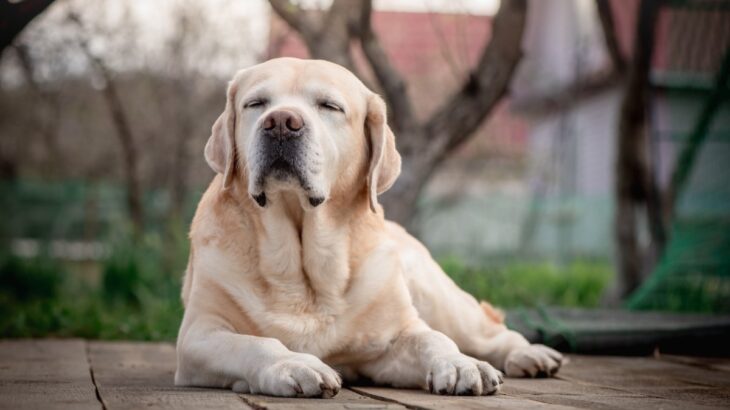 『大型犬』の寿命が短いといわれている理由5選　一般的な平均寿命やかかりやすい病気まで(ブログ)