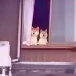 隣の家にお邪魔したら『誰か見てるよ』と言われて…確認した結果→予想してなかった『まさかの光景』が69万再生「たまらん」「愛されてる」(ブログ)