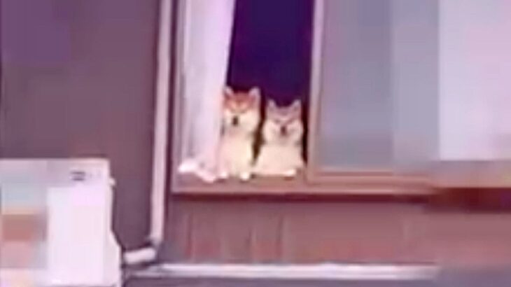 隣の家にお邪魔したら『誰か見てるよ』と言われて…確認した結果→予想してなかった『まさかの光景』が69万再生「たまらん」「愛されてる」(ブログ)