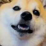 元保護猫と犬→一緒に写真を撮ってみたら…愛が溢れすぎている『人のような行動』に7万いいね「犬吸いｗｗ」「1日の疲れが吹き飛んだ」と絶賛(ブログ)