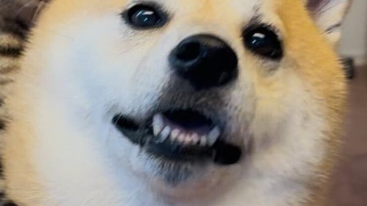 元保護猫と犬→一緒に写真を撮ってみたら…愛が溢れすぎている『人のような行動』に7万いいね「犬吸いｗｗ」「1日の疲れが吹き飛んだ」と絶賛(ブログ)