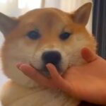 犬のあごを撫でていたら『ベロ』が飛び出してしまい…思った以上に『ダラけまくっている光景』が4万再生「想像以上だったｗｗ」「吹いた」と反響(ブログ)