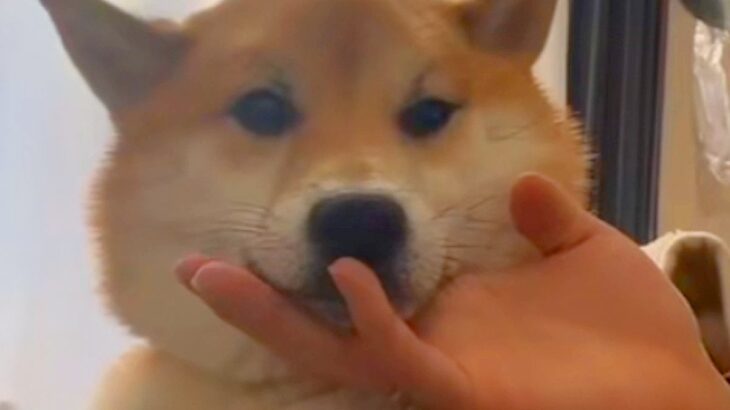 犬のあごを撫でていたら『ベロ』が飛び出してしまい…思った以上に『ダラけまくっている光景』が4万再生「想像以上だったｗｗ」「吹いた」と反響(ブログ)