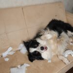 犬がやりがちな『お茶目な行動』3つ　仕草からわかる心理やトラブル予防策まで解説(ブログ)