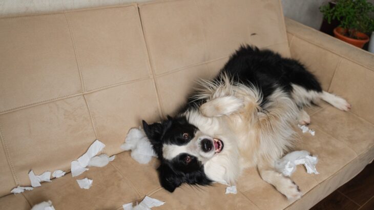 犬がやりがちな『お茶目な行動』3つ　仕草からわかる心理やトラブル予防策まで解説(ブログ)